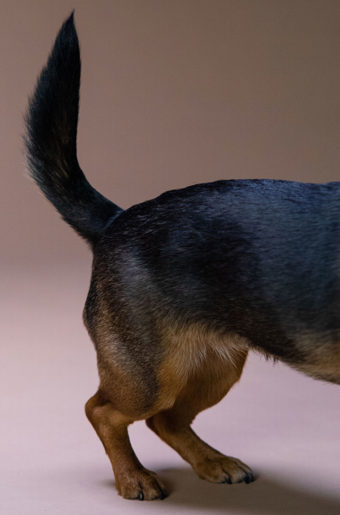 wagging tail